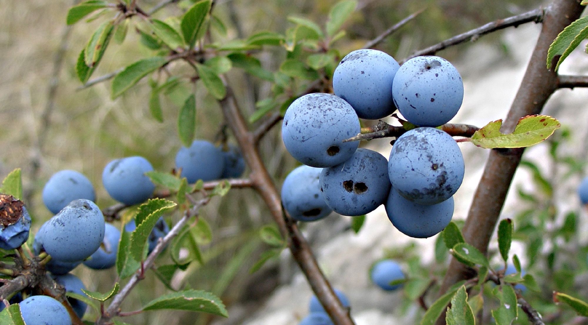 Gelée de prunelle